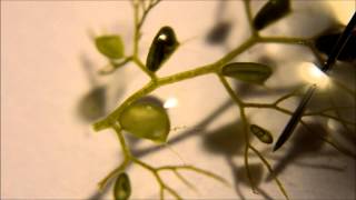 Utricularia australis Traps  A Carnivorous Plant [upl. by Ailero]