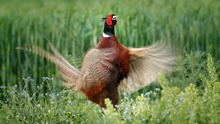 Bird sounds – Common pheasant Phasianus colchicus [upl. by Neelhtac308]