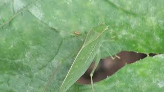 Cicada and katydid songs [upl. by Hogle]