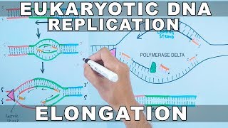 DNA Replication in Eukaryotes  Elongation [upl. by Balas967]