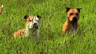 American Staffordshire Terrier Informationen zur Rasse [upl. by Yeorgi]