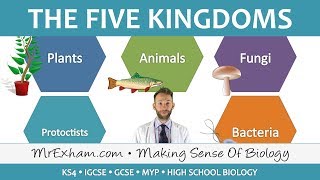 5 Kingdom Classification  GCSE Biology 91 [upl. by Enaid594]