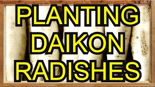 Square Foot Gardening – How to Grow DAIKON and French Breakfast Radishes 🧑‍🌾 organicgardening [upl. by Eboh]