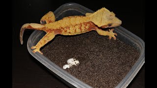 Crested Gecko Breeding How to collect and incubate eggs [upl. by Aranahs]