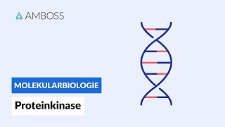 Proteinkinasen  Biochemie  AMBOSS Video [upl. by Ahsinad]