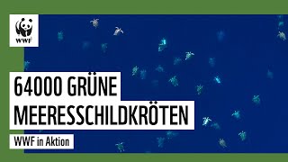 Naturspektakel 64000 Grüne Meeresschildkröten  WWF Deutschland [upl. by Ardnwahs]