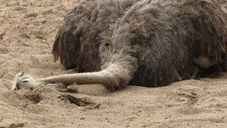 Do Ostriches Really Hide Their Heads in the Sand [upl. by Goth]