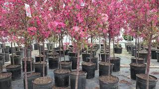 Malus Royal Raindrops® Crabapple  A FANTASTIC ⭐️Top Performing Disease Resistant Small Tree [upl. by Enelam]