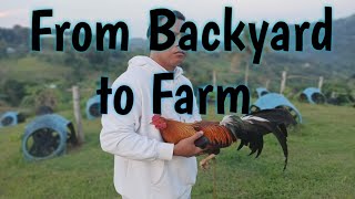 How to start Gamefowl Breeding ProperlyFarmboys Way [upl. by Wenoa38]