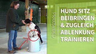 Hund Sitz beibringen ► Ablenkung beim Sitz Trainieren ► genial einfache Methode ► Praxisvideo [upl. by Beniamino802]