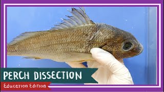 Perch Bony Fish Dissection  Teach A Man To Fish EDU [upl. by Dlareme]