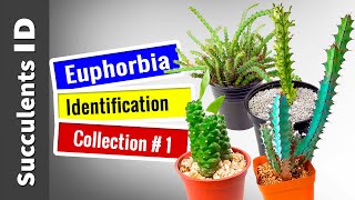 SUCCULENT TYPES  EUPHORBIA Collection 1  Succulent Identification [upl. by Annaiel254]