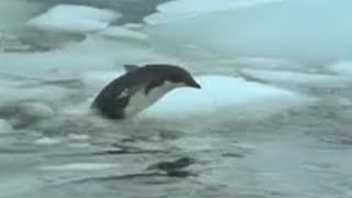 Penguin vs Leopard Seal  BBC Studios [upl. by Nevur]