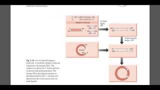 Role of linker and adaper DNA [upl. by Enniotna]