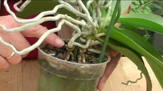 How to Grow Orchids [upl. by Nogras802]