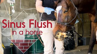 Flushing a Horses Sinus [upl. by Ahsitam]