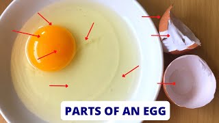 PARTS OF AN EGG  Parts of an Egg and their Functions  Science Lesson [upl. by Sparky]