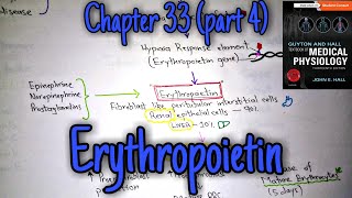 Erythropoietin  Chapter 33 part 49 Guyton and Hall text book of physiology [upl. by Nahtonoj666]