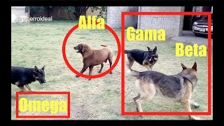 👉 JAURÍA DE PERROS Y JERARQUÍAS Estatus Alfa Beta Gama y Omega 🐕 COMPORTAMIENTOS EN MANADA 🤯 [upl. by Isa312]