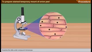 Scienze1osservazione al microscopio ottico delle cellule di una cipolla [upl. by Candra859]