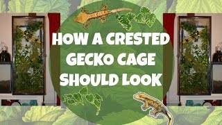 HOW TO Set Up A Crested Gecko Enclosure [upl. by Alby]