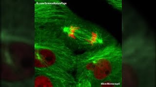 Actual Footage of Cell Division Kidney Cells [upl. by Barbette]