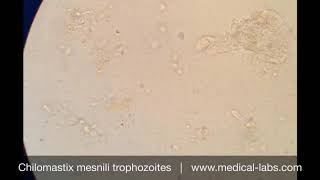 Chilomastix mesnili Trophozoites Lab 4 صيدلة ثانية  طفيليات عملي [upl. by Ewell]