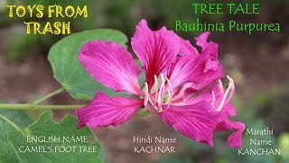 Tree Tale  Bauhinia Purpurea  English [upl. by Brade]