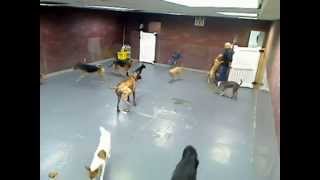 Doggie Day Care Poo Fest [upl. by Notwal]