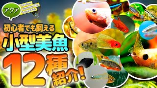 初心者でも飼える美しい小型熱帯魚12種紹介！ アクアリウム ビバ調べ 【ビバアクア】 [upl. by Ardnu]