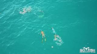 Drone Footage of Bull Shark attack on Spearfishing Team  Mavic Pro [upl. by Cinomod90]