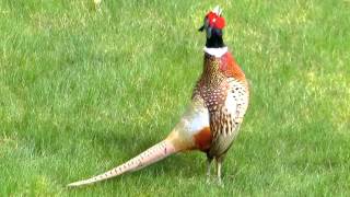 Common Pheasant male making a loud call [upl. by Esiouqrut872]