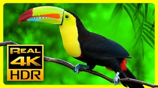 Breathtaking Colors of Nature in 4K HDR 🐦 Sleep Relax Music Relaxing Tv Art Screensaver [upl. by Caryn]