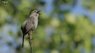 Gray Catbird singing [upl. by Livvy]