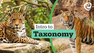 Introduction to Taxonomy [upl. by Carce667]