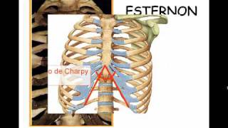 TÓRAX ÓSEO 2 [upl. by Anomas15]