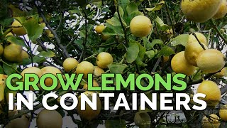 How to Grow Meyer Lemons in Containers Pt 1 [upl. by Savinirs97]