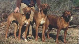 Rhodesian Ridgeback Hunter amp Guard [upl. by Nylorac870]