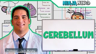 Neurology  Cerebellum Anatomy amp Function [upl. by Arodnahs]