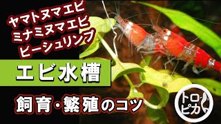 エビ水槽をはじめてみよう！エビの飼育・繁殖のコツを徹底解説します [upl. by Iturhs]