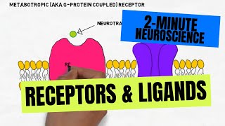 2Minute Neuroscience Receptors amp Ligands [upl. by Eikcaj]