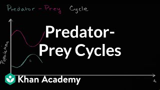 Predator prey cycle  Ecology  Khan Academy [upl. by Berga]