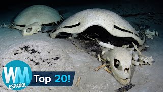 ¡Top 20 Cosas Más ESPELUZNANTES Encontradas en el Océano [upl. by Alram893]