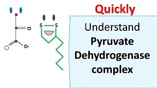 Pyruvate dehydrogenase complex [upl. by Oicapot]