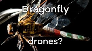 Living dragonfly drones take flight  BBC Click [upl. by Onafets]