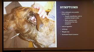 Canine Lymphoma [upl. by Alanna]