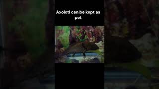 Axolotl  Fun facts [upl. by Mansfield392]