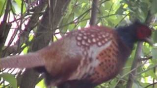 Pheasant flying Phasianus colchicus [upl. by Anekahs]