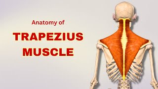 Trapezius Muscle Anatomy  Extrinsic Back Muscle  Doctor Speaks [upl. by Carrelli]