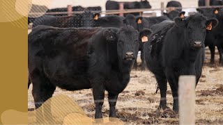 Steps in a bovine tuberculosis investigation  Bovine TB [upl. by Llennahs]